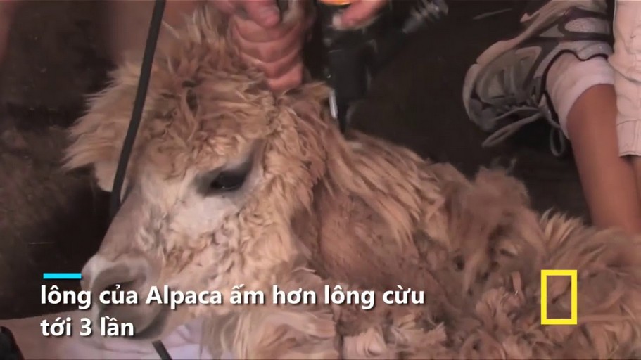 Valentino trở thành thương hiệu xa xỉ đầu tiên cấm len alpaca